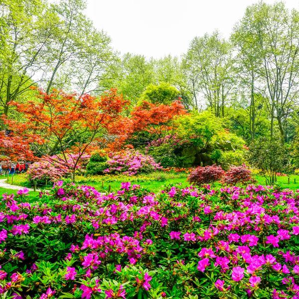Combinaciones de Colores y Texturas para un Jardín Vibrante