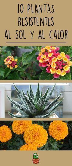 Elegir las Mejores Plantas para Climas Soleados