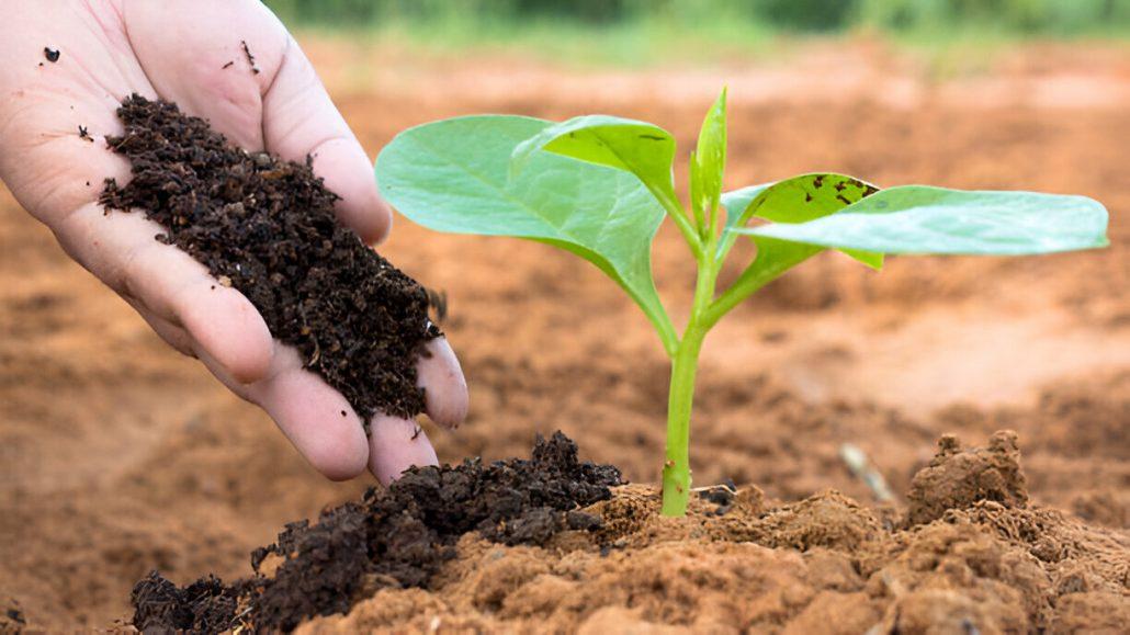 - Errores comunes al usar fertilizantes naturales y cómo evitarlos