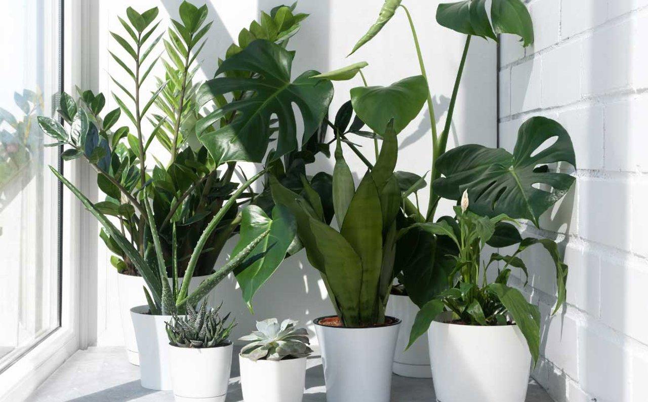 - Consejos para incorporar plantas purificadoras de aire en tu hogar