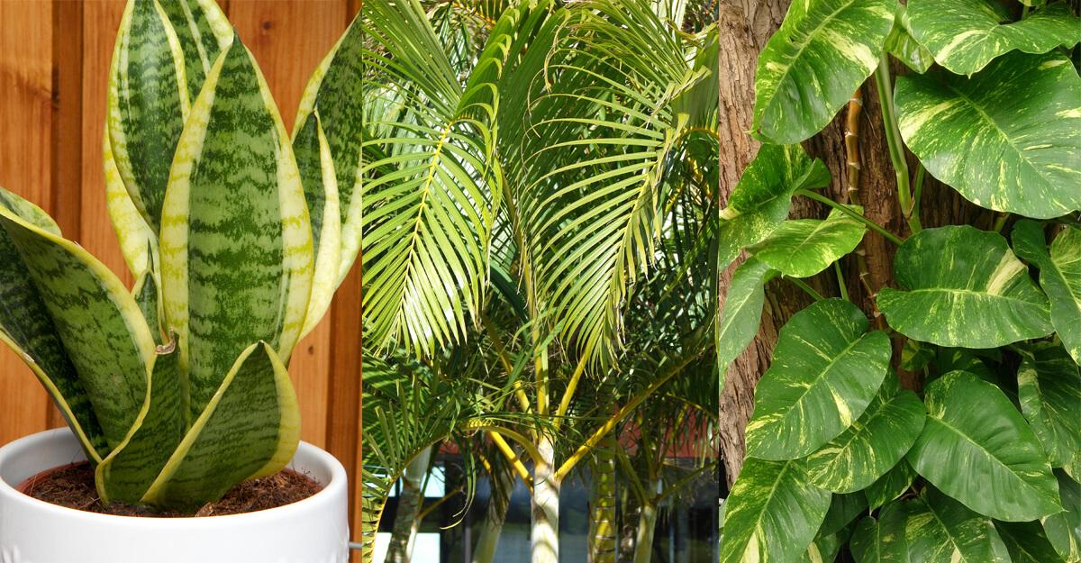 - Las mejores plantas purificadoras de aire para espacios interiores