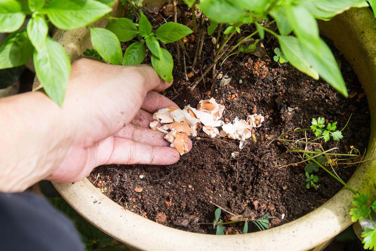 - Cómo hacer tus propios fertilizantes naturales en casa