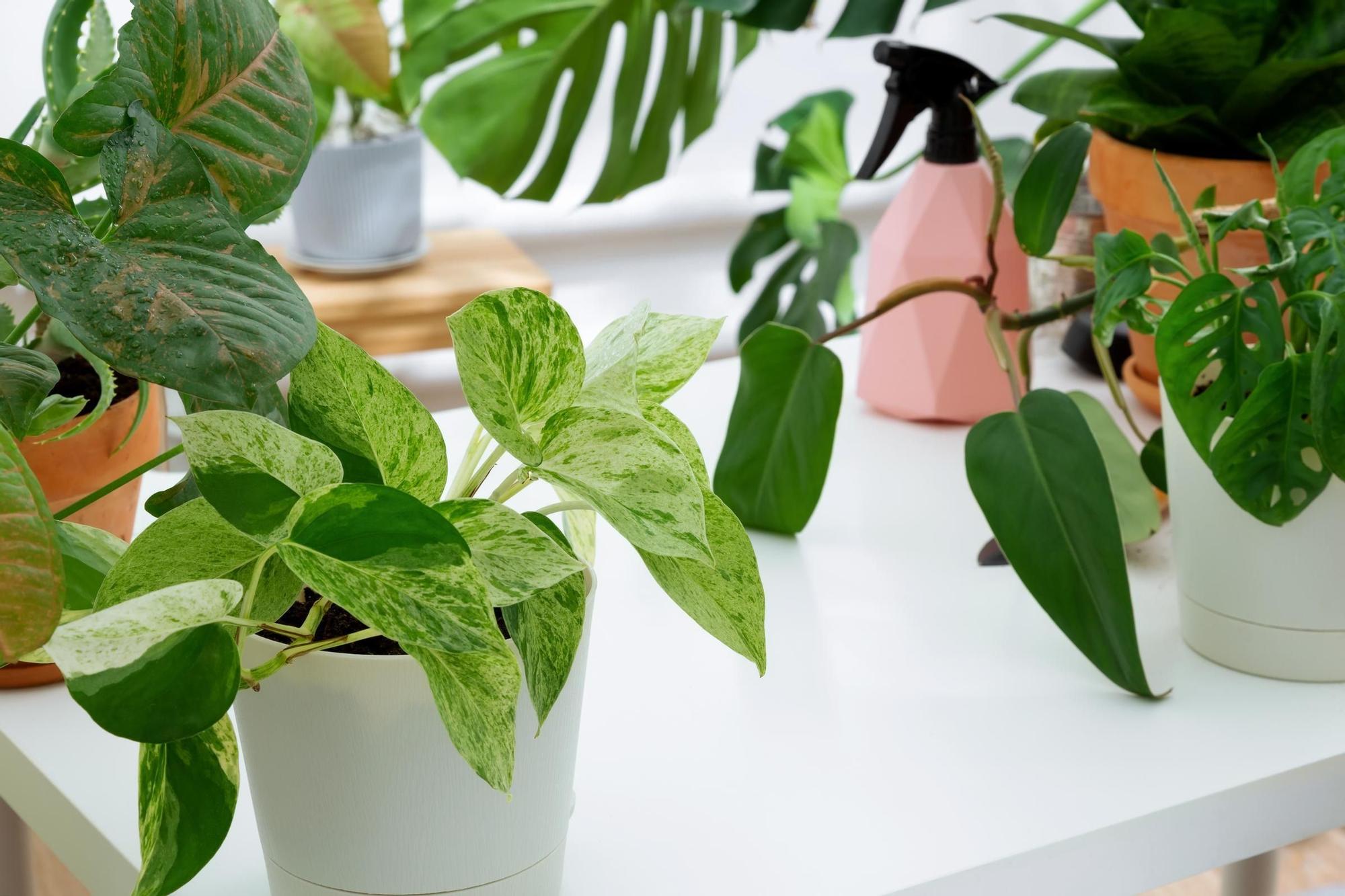- Beneficios de las plantas purificadoras de aire para tu bienestar diario