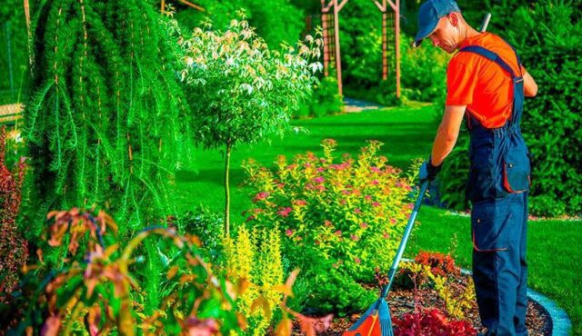 Mantenimiento Básico para que tus Plantas