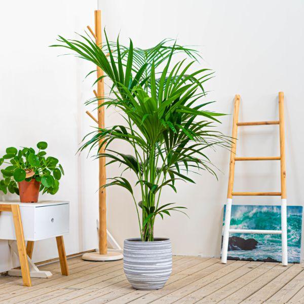 Cómo Elegir las Plantas Perfectas para tu Hogar