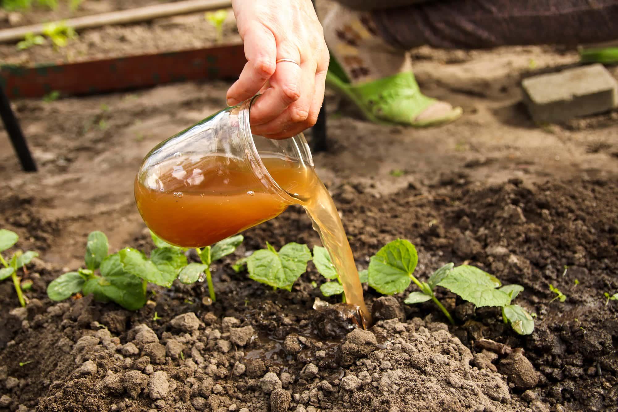 - Beneficios de utilizar fertilizantes naturales en tu cultivo ecológico
