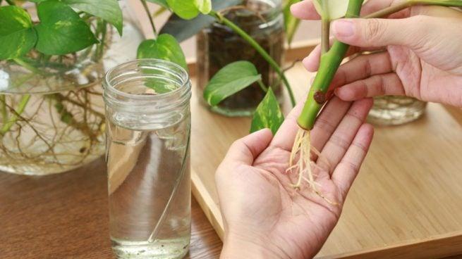 Las mejores plantas para principiantes que se reproducen casi solas