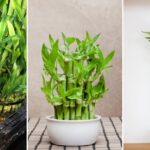 Descubre los Secretos del Bambú de la Suerte