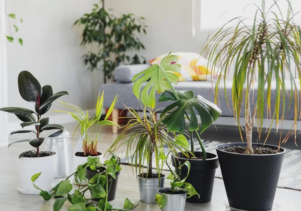 Plantas de Interior: Tu Guía para un Hogar Natural