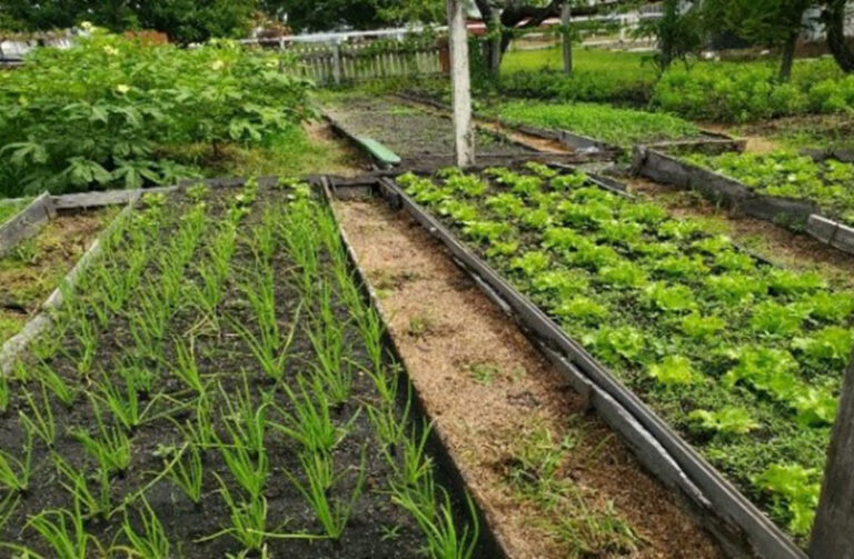 Guía práctica para empezar tu cultivo ecológico