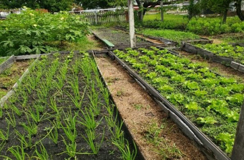 Guía práctica para empezar tu cultivo ecológico