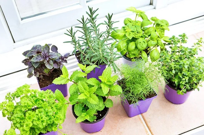 Guía esencial para cultivar hierbas aromáticas