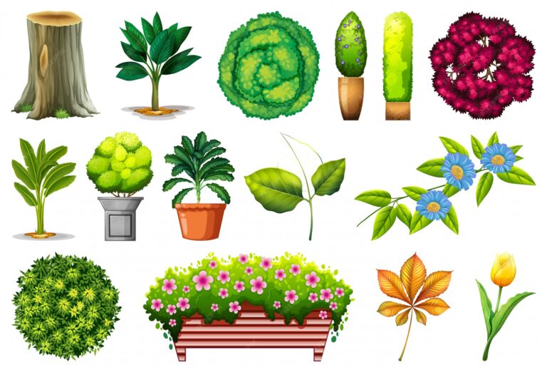 Guía Esencial de Plantas Ornamentales: Belleza en Casa