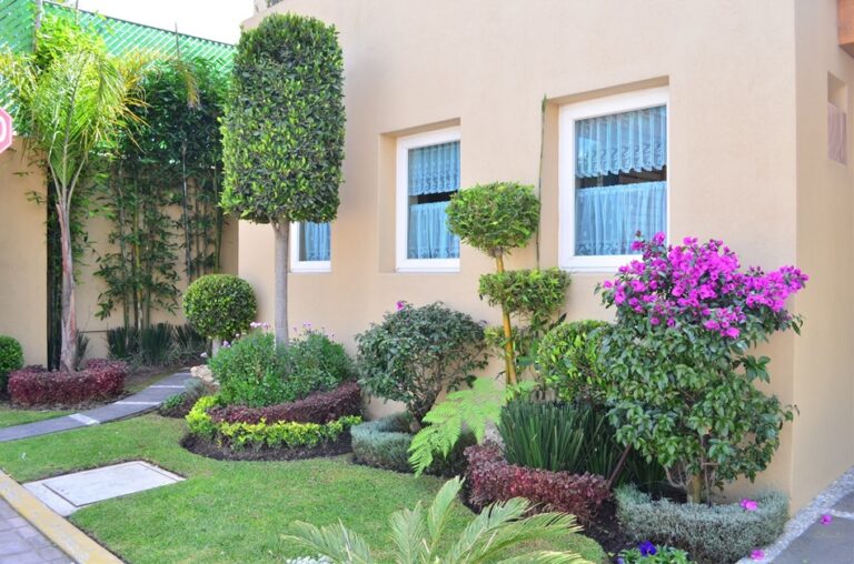 Plantas de bajo mantenimiento para jardines perfectos