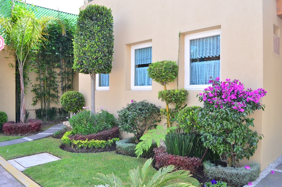 Plantas de bajo mantenimiento para jardines perfectos