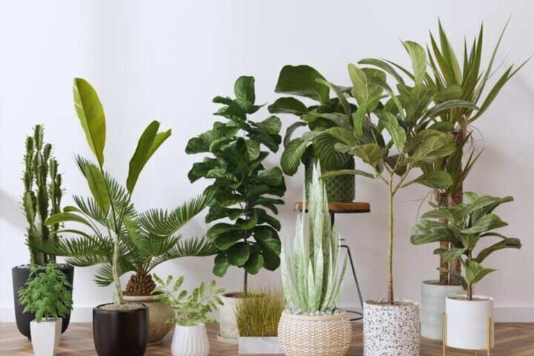 Plantas Decorativas: Embellece Tu Hogar con Estilo