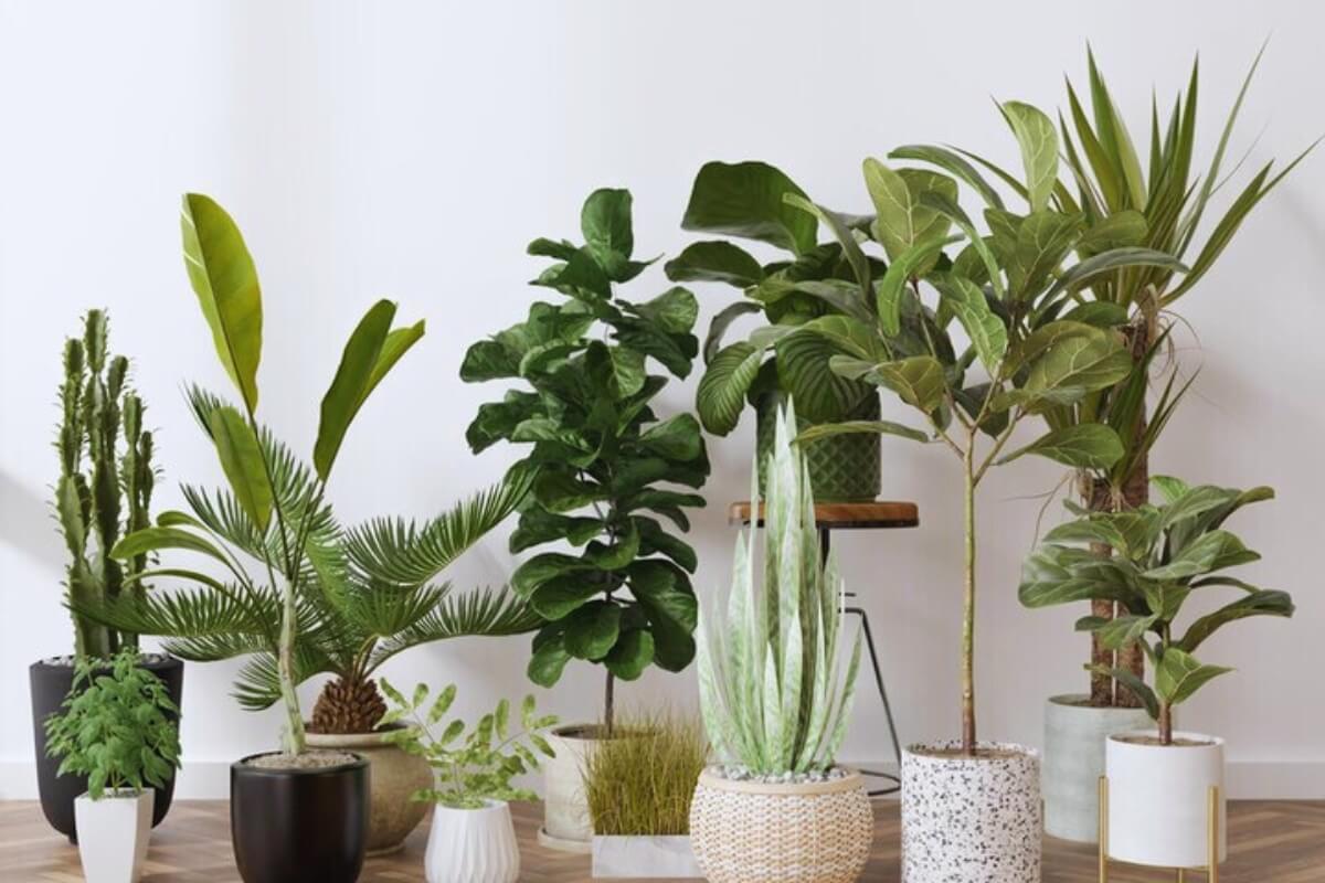 Plantas Decorativas: Embellece Tu Hogar con Estilo